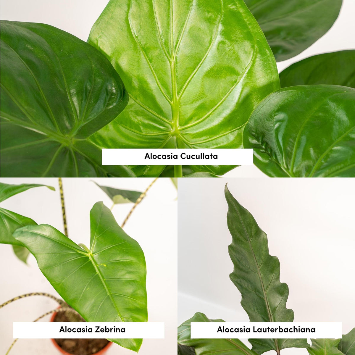 Alocasia Lauterbachiana (oreille d'éléphant) – Ø19 cm, 75 cm de haut – cucullata