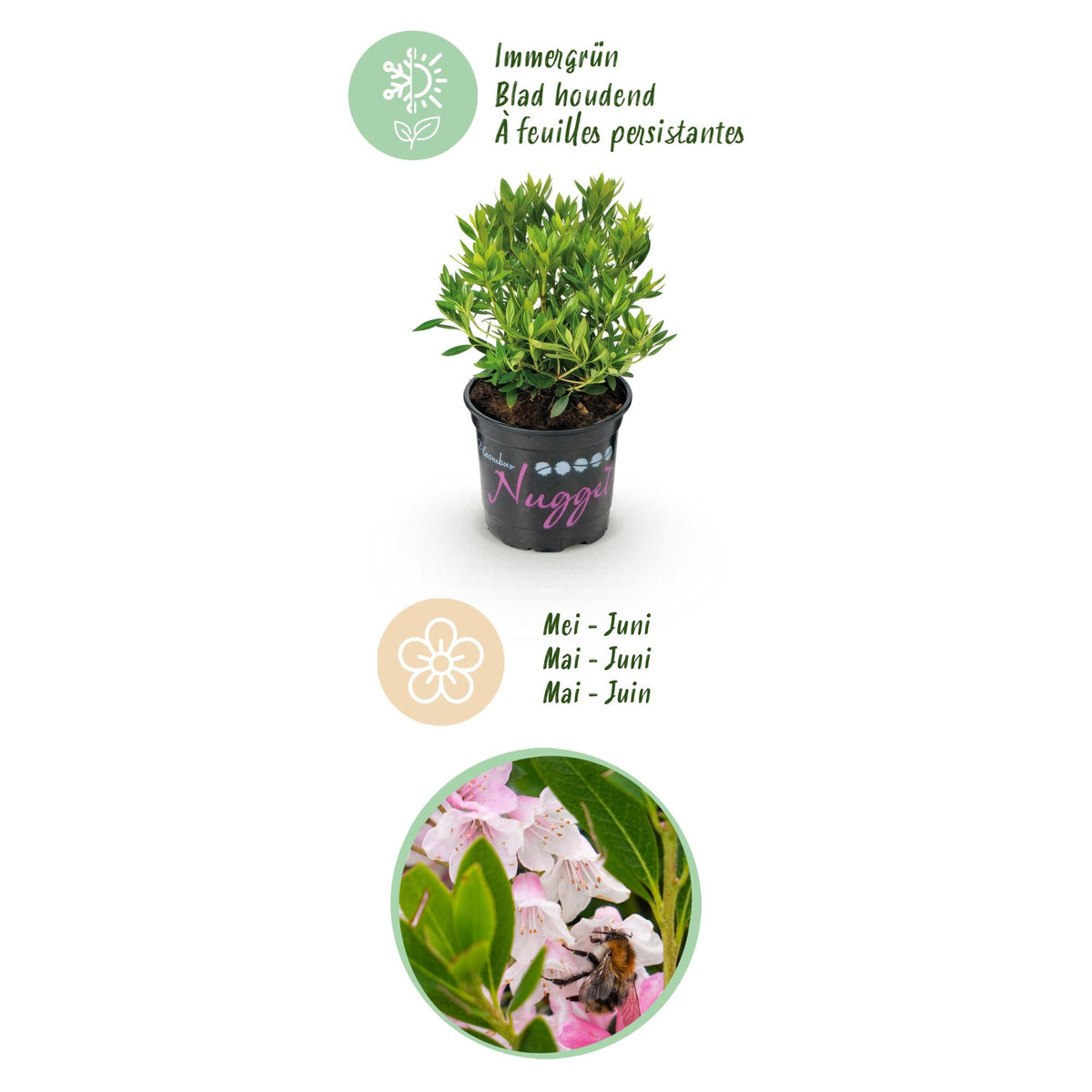 Rhododendron 'Bloombux Light Pink' (rododendron) – 3 planten, Ø11 cm, 20–25 cm hoog – foto 4