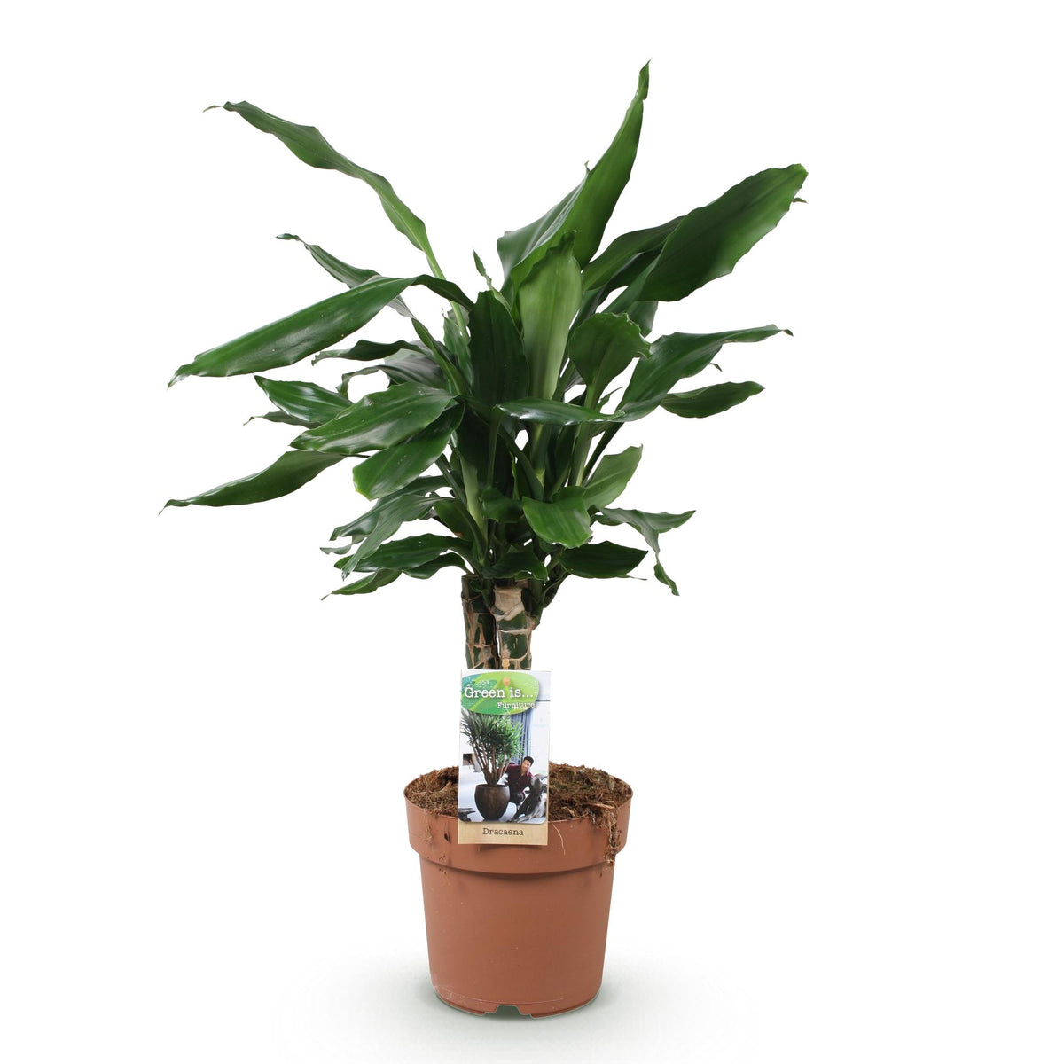 Dracaena fragrans Steudneri (Drachenbaum) – Ø 17 cm, 50–55 cm hoch