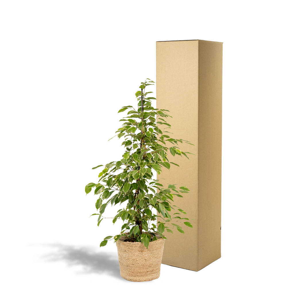 Ficus benjamina Goldenking (figuier pleureur) avec panier selin – Ø21 cm, 95 cm de haut