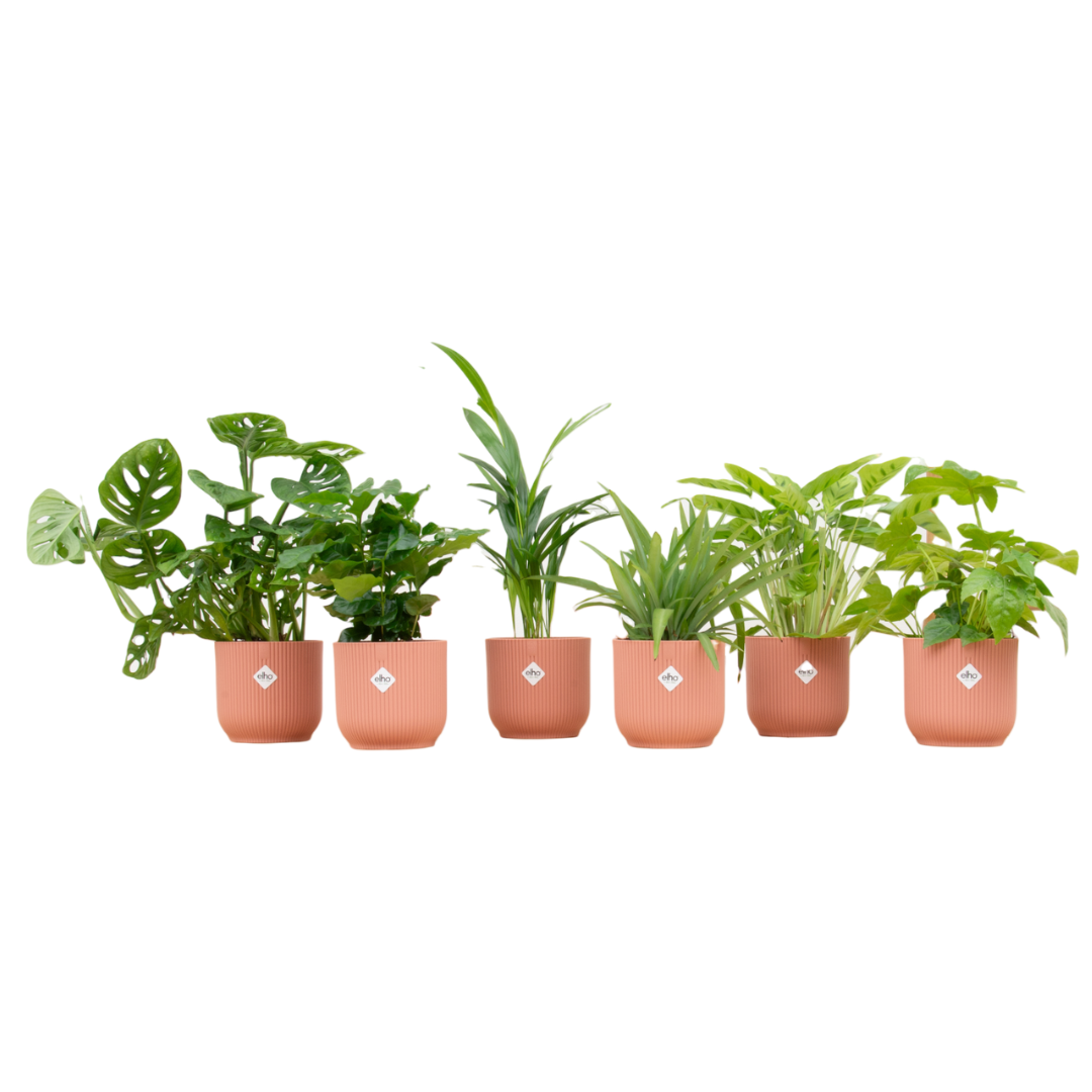 6× Verrassingsbox kamerplantjes in Vibes Fold Round-sierpot – Ø14 cm, 30 cm hoog – roze