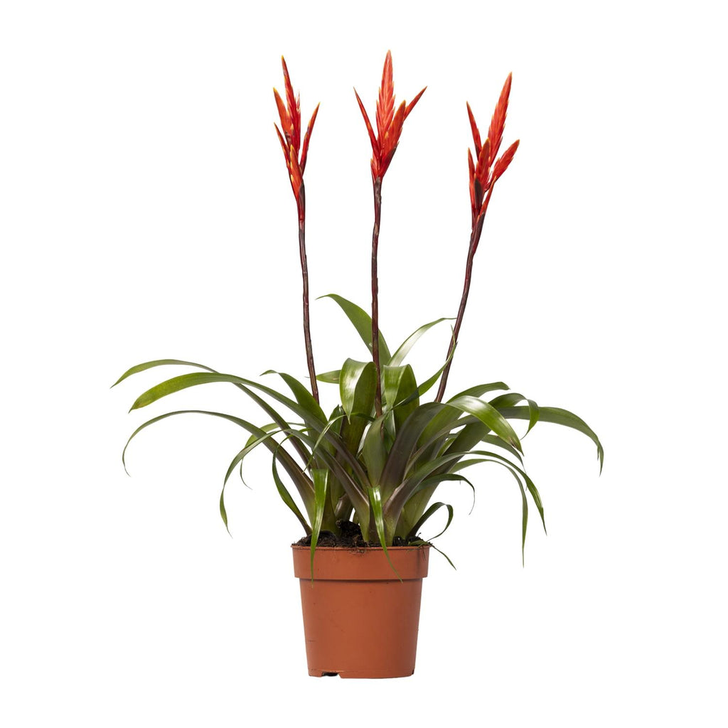 Vriesea Elan Büschel (Bromeliaceae) – Ø12 cm, 55 cm hoch