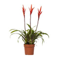 Vriesea Elan Büschel (Bromeliaceae) – Ø12 cm, 55 cm hoch