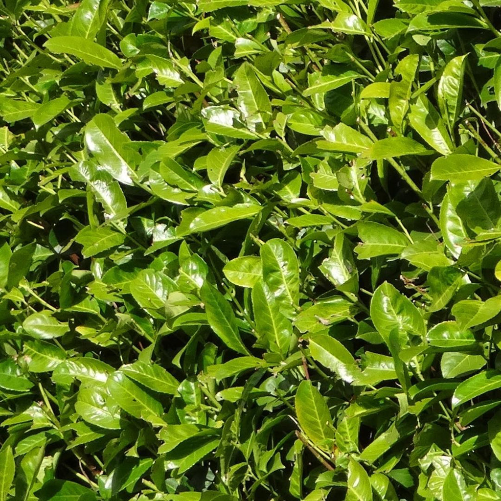 Cherry laurel (Prunus laurocerasus) – Ø35 cm, 125–150 cm high – photo 3