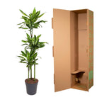 Dracaena Golden Coast (Drachenbaum) – Ø 24 cm, 150 cm hoch