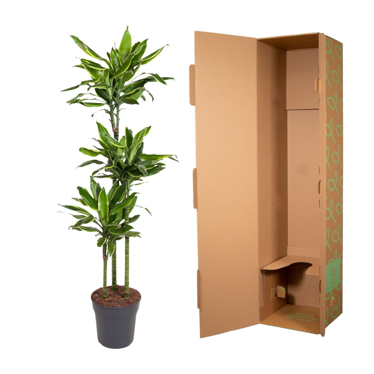 Dracaena Golden Coast (Drachenbaum) – Ø 24 cm, 150 cm hoch