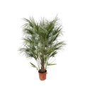 Chamaerops humilis shrub (dwarf palm) – Ø30 cm, 170 cm high