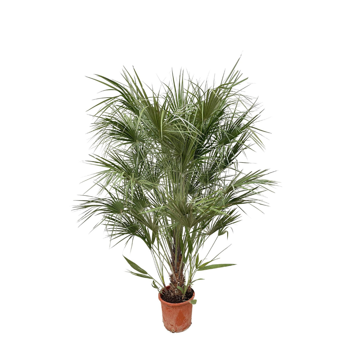 Chamaerops humilis shrub (dwarf palm) – Ø30 cm, 170 cm high