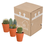 Kaktusmix (Cactaceae) i terrakottakrukke – Ø9 cm, 18 cm høj