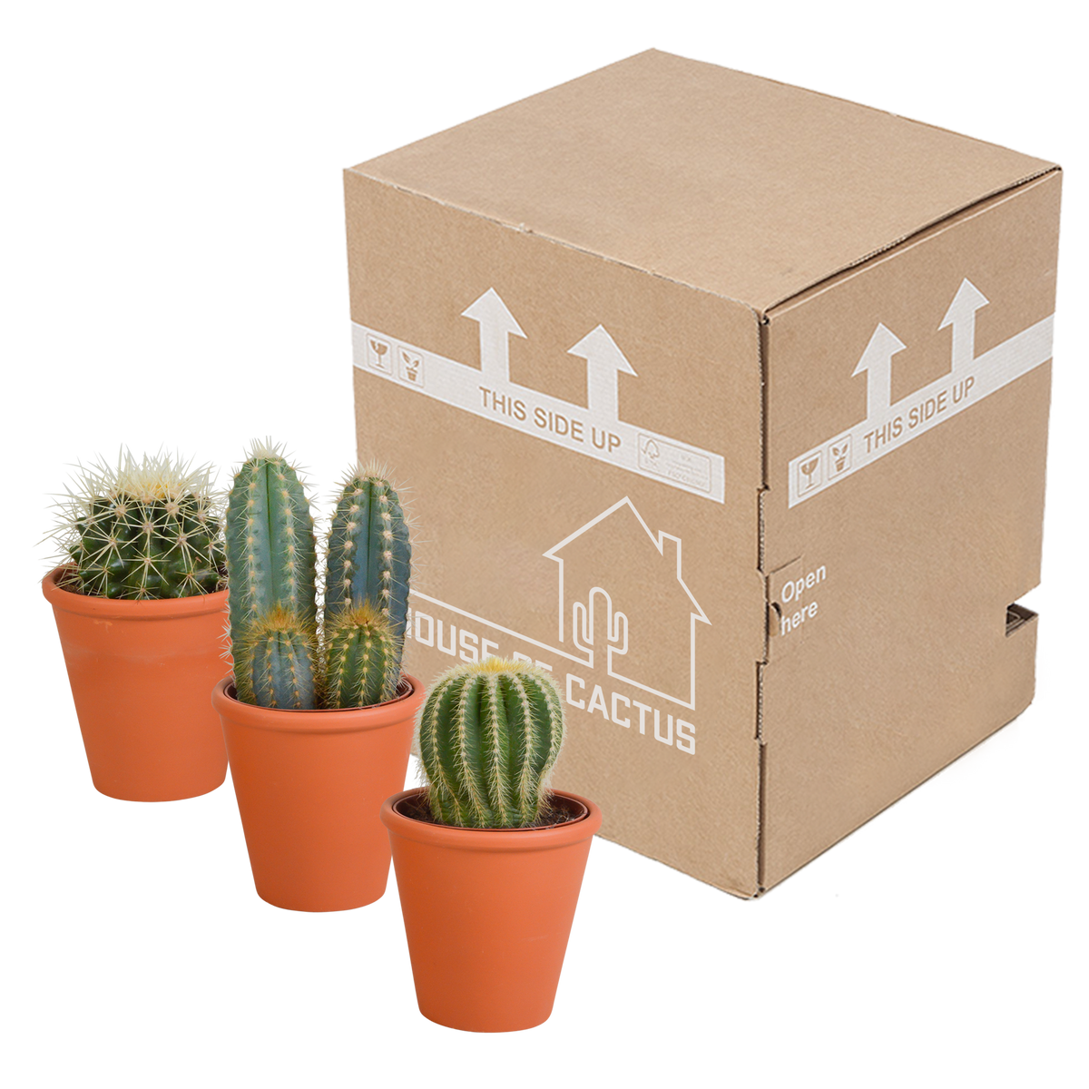 Kaktusmix (Cactaceae) i terrakottakrukke – Ø9 cm, 18 cm høj