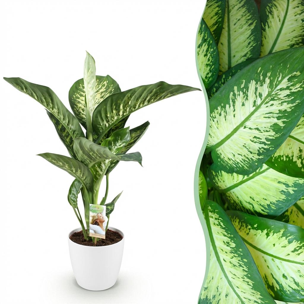 Dieffenbachia en pot décoratif blanc – Ø21 cm, 90–100 cm de haut