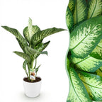 Dieffenbachia en pot décoratif blanc – Ø21 cm, 90–100 cm de haut