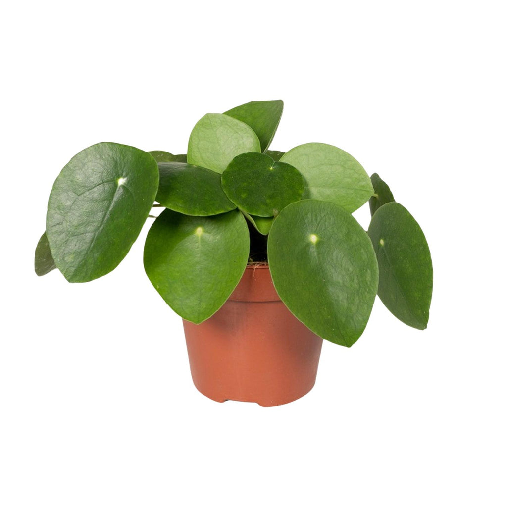 Pilea peperomiodes – Ø 12 cm, 20 cm de haut – photo 5