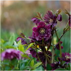 Helleborus 'Specials' (kerstroos) – Ø14 cm, 25 cm hoog