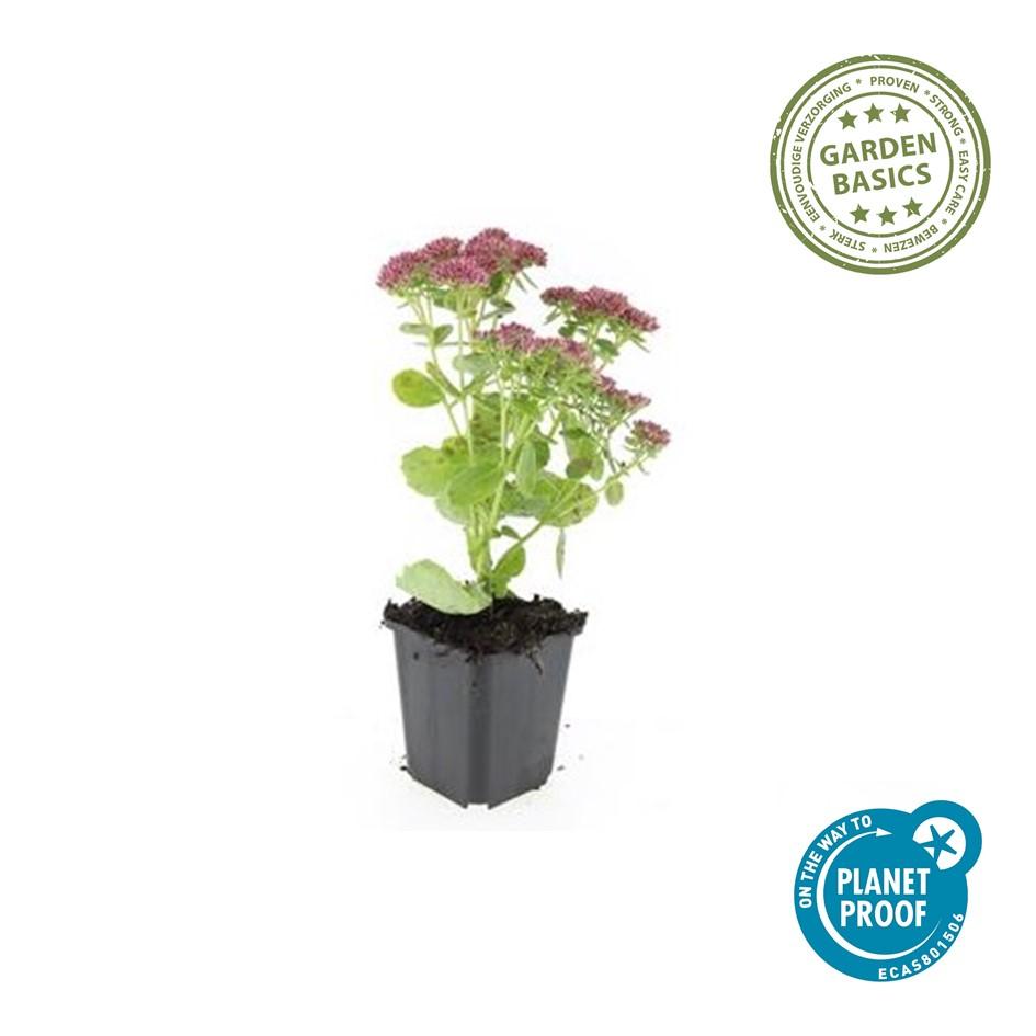 Sedum 'Herbstfreude' (stonecrop) – 6 plants, Ø9 cm, 10–25 cm high – photo 3