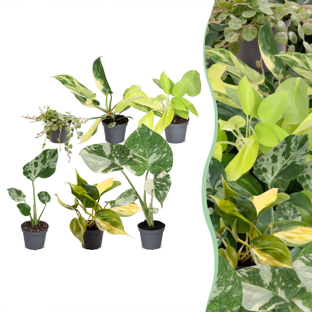 6× jeunes plantes Tropical Mix – Ø6 cm, 10–15 cm de haut