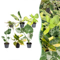 6× jeunes plantes Tropical Mix – Ø6 cm, 10–15 cm de haut