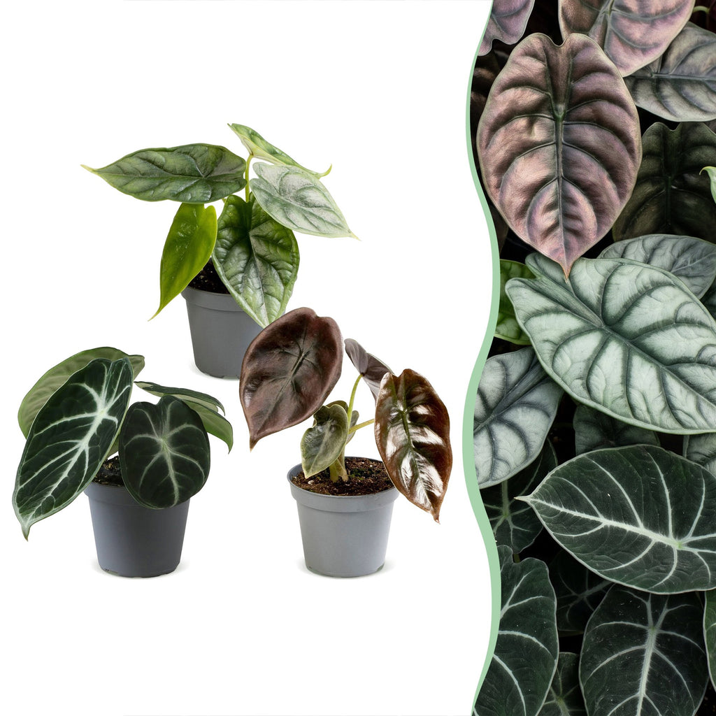 3× Baby Alocasia Tricolour (elefantøre) – Ø6 cm, 12 cm høj