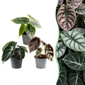 3× Baby Alocasia Tricolour (elefantøre) – Ø6 cm, 12 cm høj