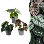 3× Baby Alocasia Tricolour (elefantøre) – Ø6 cm, 12 cm høj