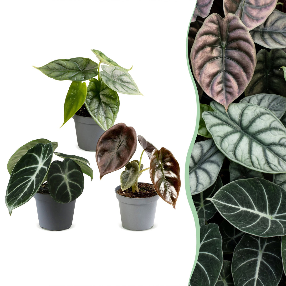 3× Baby Alocasia Tricolour (elefantøre) – Ø6 cm, 12 cm høj