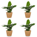 4× Musa Oriental Dwarf (bananenplant) met zeegras mand – Ø12 cm, 30 cm hoog
