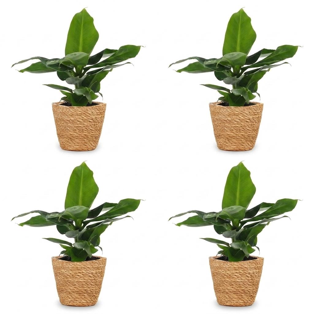 4× Musa Oriental Dwarf (bananenplant) met zeegras mand – Ø12 cm, 30 cm hoog