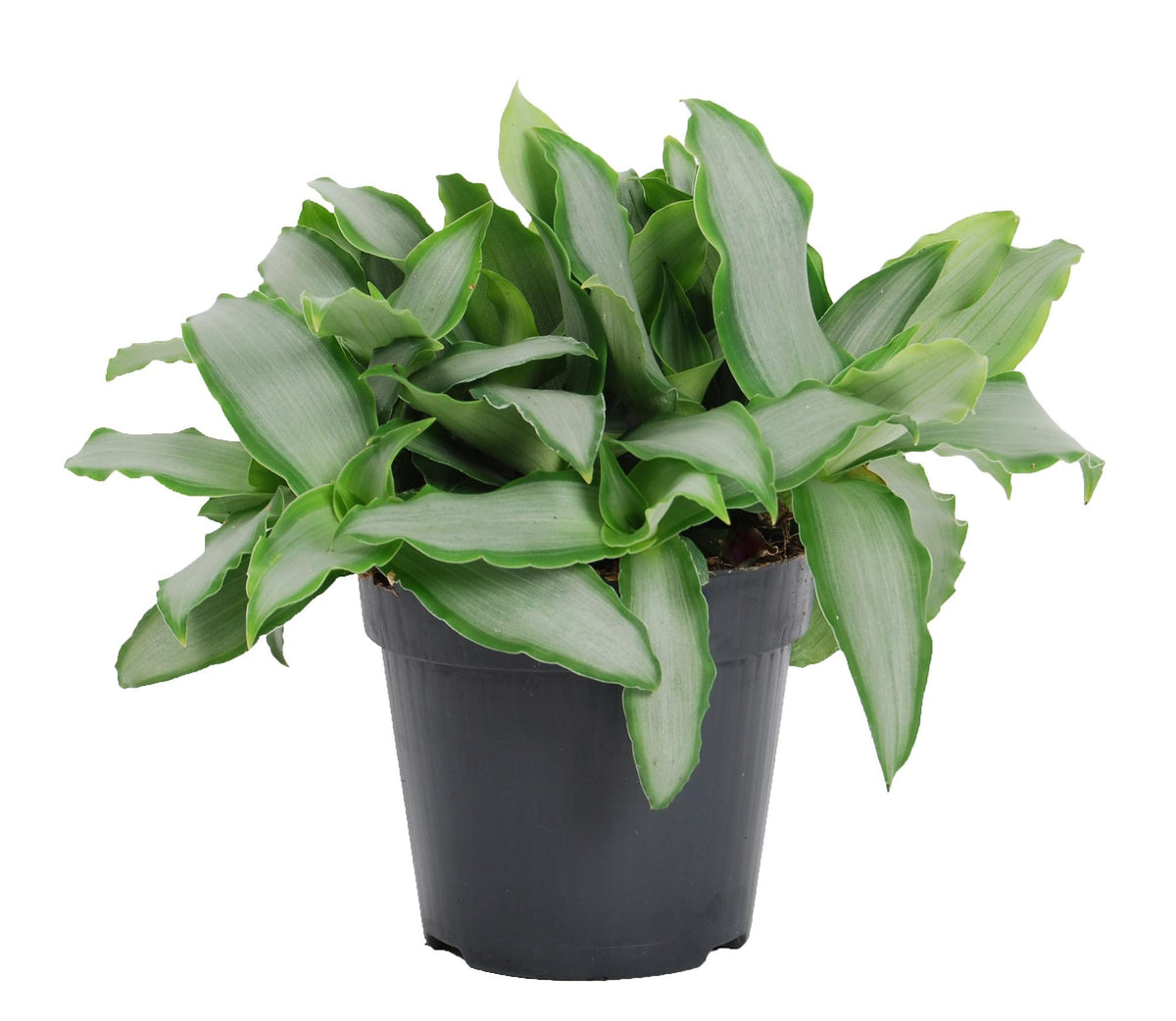 Murdannia Loriformus 'Bright Star' – Ø12 cm, 20 cm høj