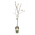 Malus domestica 'Jonagold' (apple) – Ø19 cm, 60 cm high