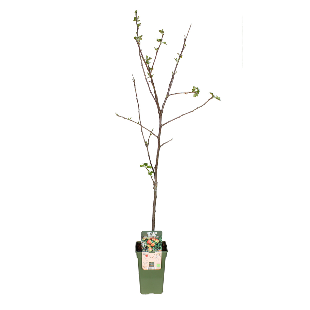 Malus domestica 'Jonagold' (apple) – Ø19 cm, 60 cm high