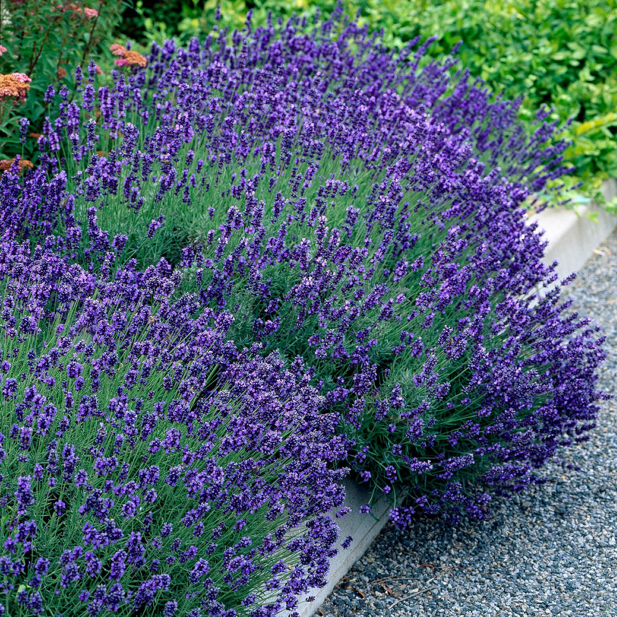 Lavandula angustifolia 'Hidcote' (lavendel) – paars – Ø12 cm, 15–25 cm hoog