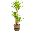 Dracaena fragrans Massangeana (Drachenbaum) mit Korb – Ø 24 cm, 130–150 cm hoch