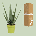 Aloe Vera – Ø12 cm, 45 cm høj