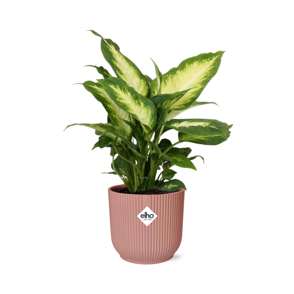 Dieffenbachia ‘Camilla’ in ELHO Vibes Fold 14cm roze – 35 cm hoog – foto 7