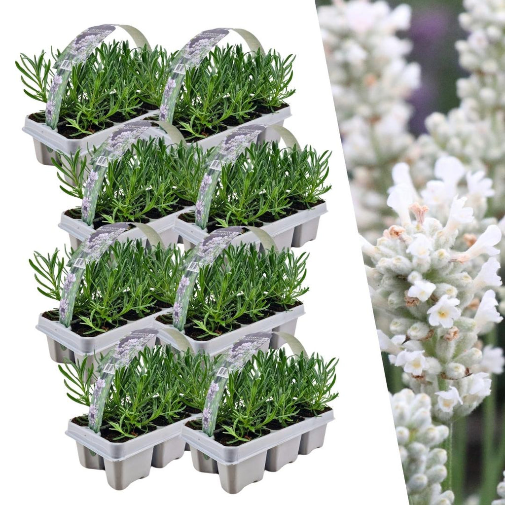 Lavendel (Lavandula) – 48 planten, Ø7 cm, 15 cm hoog – white