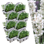 Lavendel (Lavandula) – 48 planten, Ø7 cm, 15 cm hoog – white