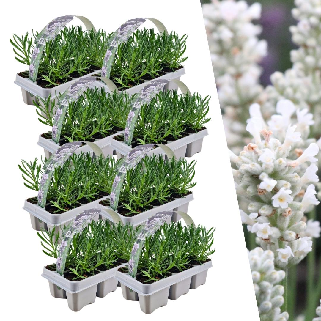 Lavendel (Lavandula) – 48 planten, Ø7 cm, 15 cm hoog – white