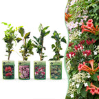 Set de plantes grimpantes Arc-en-ciel – rose clair-blanc-violet – 8 plantes, Ø9 cm, 35 cm de haut