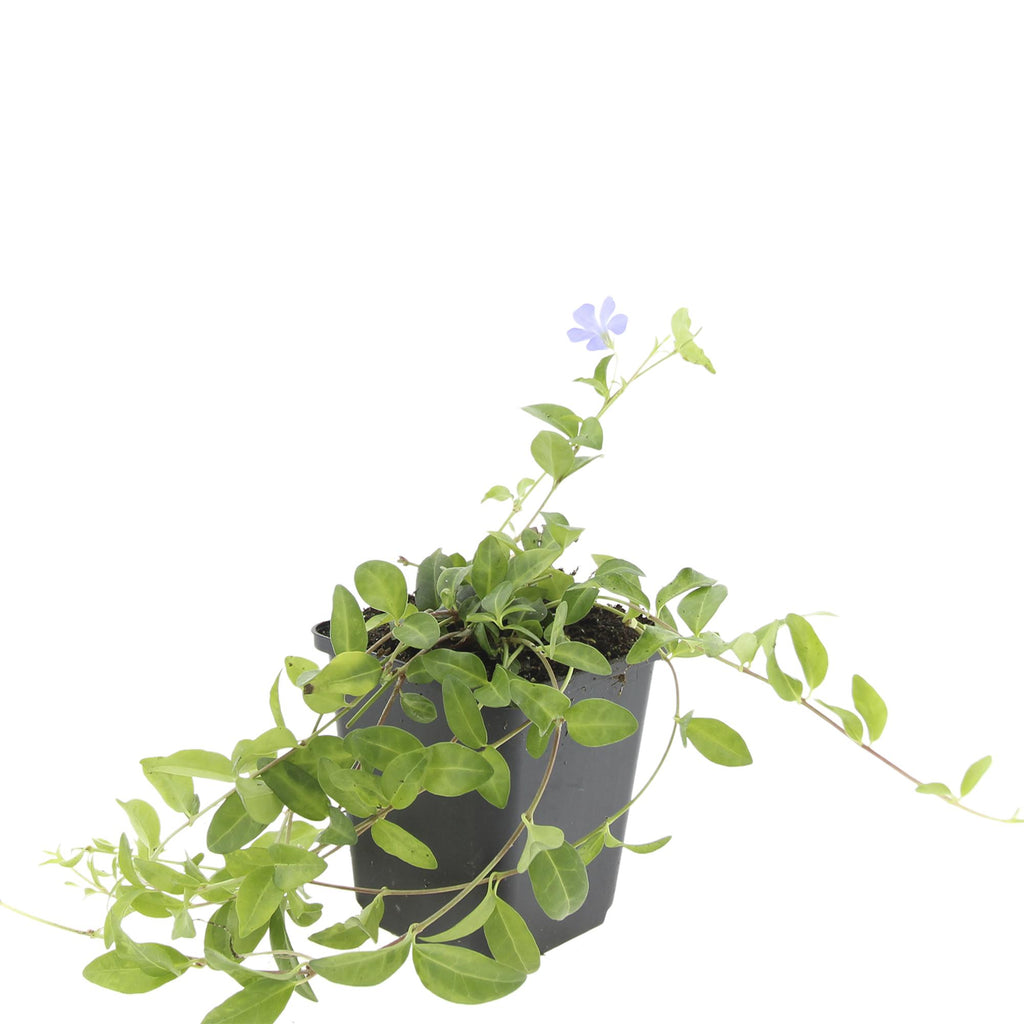 Vinca minor (Gewöhnlicher Immergrün) – 24 Pflanzen, Ø9 cm, 10–25 cm hoch – Bild 3