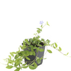Vinca minor (Gewöhnlicher Immergrün) – 24 Pflanzen, Ø9 cm, 10–25 cm hoch