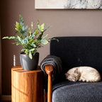 Phlebodium aureum Blue Star (blue star fern) in grey decorative pot – Ø12 cm, 25 cm high