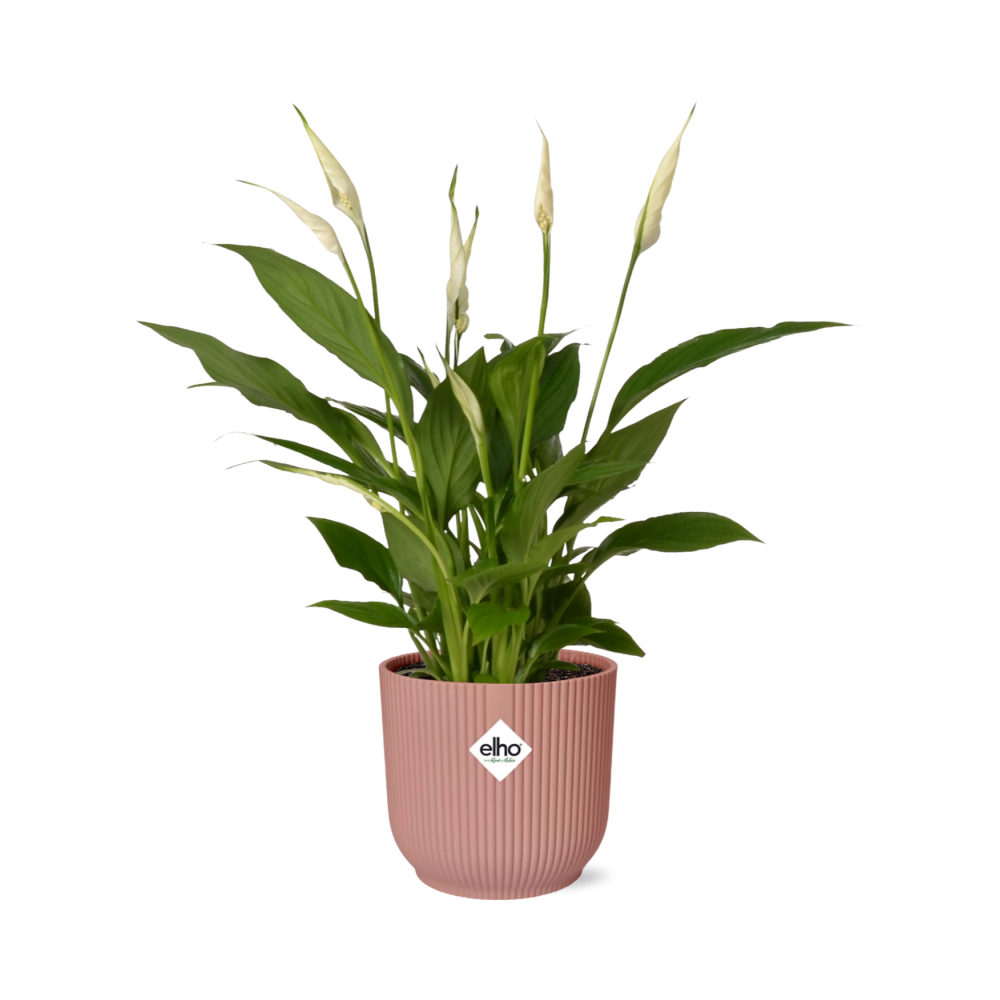 Spathiphyllum 12 cm Torelli in ELHO Vibes Fold 14 cm pink (peace lily) – 45 cm tall