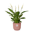 Spathiphyllum 12 cm Torelli in ELHO Vibes Fold 14 cm pink (peace lily) – 45 cm tall