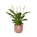 Spathiphyllum 12 cm Torelli in ELHO Vibes Fold 14 cm pink (peace lily) – 45 cm tall