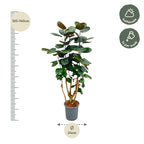 Polyscias Fabian (aralia) – Ø24 cm, 90 cm de haut