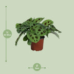 Maranta leuconeura Kerchoveana (plante prieuse) – Ø12 cm, 30 cm de haut