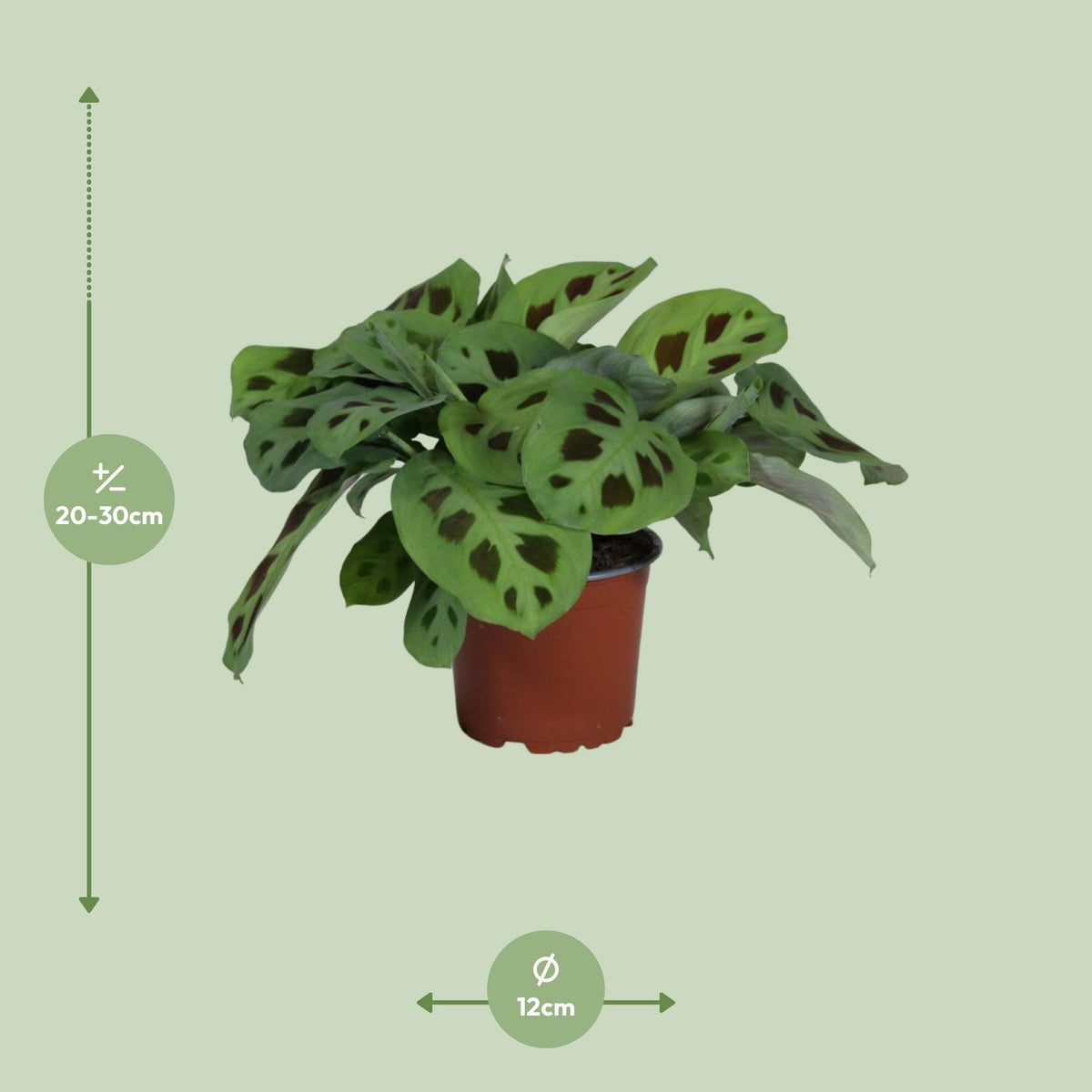 Maranta leuconeura Kerchoveana (plante prieuse) – Ø12 cm, 30 cm de haut – photo 2