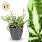 4× Pteris cretica Albolineata (Pteris-Farn) im grauen Pflanzgefäß aus Ton – Ø 12 cm, 20 cm hoch