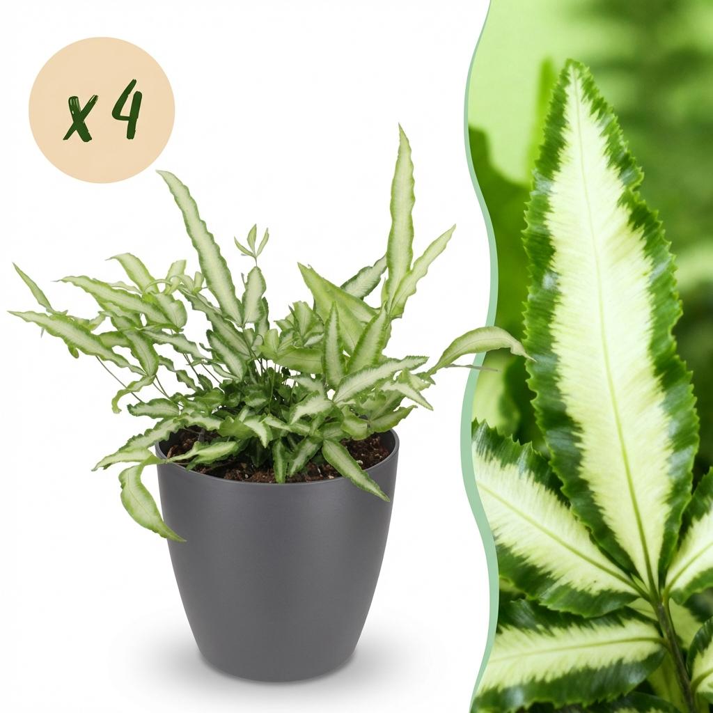 4× Pteris cretica Albolineata (Pteris-Farn) im grauen Pflanzgefäß aus Ton – Ø 12 cm, 20 cm hoch