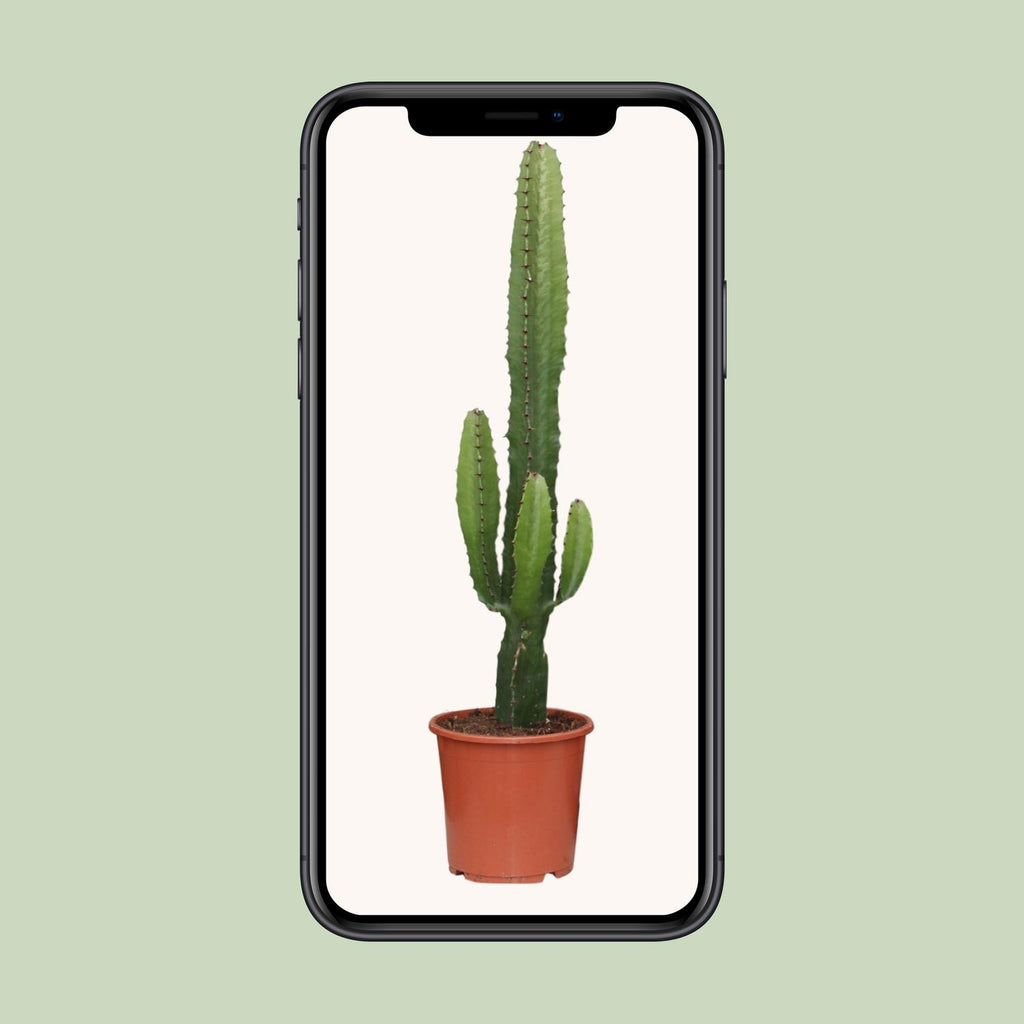 Euphorbia Acrurensis – Ø 17 cm, 50 cm hoch